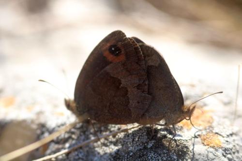 Erebia neoridas